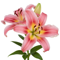 Fototapeta premium Two beautiful pink lily flowers blooming with green leaves on isolated transparent background, fresh and natural.