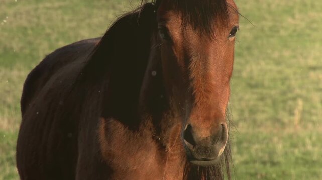 Look Mare. The horse looks curiously at the camera and pulls the nostrils air. Slow Motion