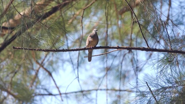 Barred ground dove (zebra-dove, Geopelia striata) on long-needle pine tree. Malaysia, Borneo