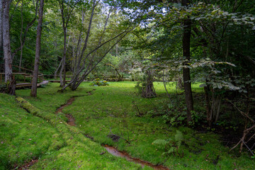 A landscaped garden park with a wooden pathway, a small stream, and decorative moss sculptures shaped like birds, surrounded by lush green forest.