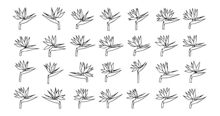 Bird of Paradise line art icon bundle illustration