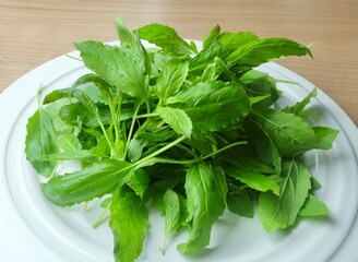 Fresh holy basil leaves are picked and arranged on a white plate, ready for cooking. They have a strong aroma and are used to relieve flatulence and stomach pain.