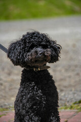 Curly black dog, handsome Miniature Poodle, funny face, sitting, full length, young, well-groomed, walk, rest, pet, friend, close-up, summer, sunny