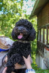 Curly black dog, handsome Miniature Poodle, sits on the hands of owner, children's hands stroke, touch fur, portrait, young, well-groomed, walk, rest, pet, friend, green background, summer, su