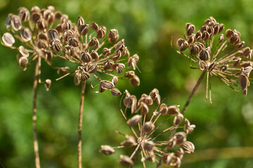 Close-up of mature dried dill seeds on umbellate inflorescences in the garden. Natural texture, brown seeds and a blurred green background.