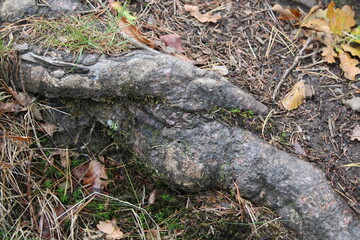 Close up with trees routs