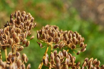 Close-up of mature dried dill seeds on umbellate inflorescences in the garden. Natural texture, brown seeds and a blurred green background.