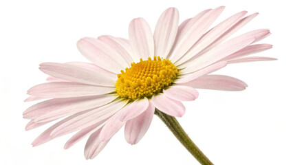 Fototapeta premium Daisy flower clipart in pastel tones flat design white background delicate petal yellow center botanical illustration spring nature decorative cheerful