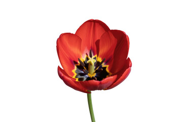 Fototapeta premium A vibrant red tulip blossom, isolated on a transparent background, showcasing its intricate details. background removed
