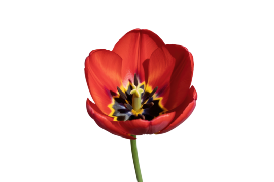 A vibrant red tulip blossom, isolated on a transparent background, showcasing its intricate details. background removed