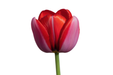A single red and pink tulip blossom, isolated on a transparent background, showcasing vibrant petals and a green stem. background removed