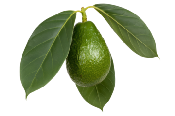 A single green avocado with leaves, isolated on a transparent background. background removed