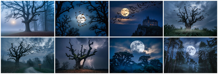 Spooky Trees Moonlit Nights full moon night sky