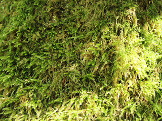 Close up with a bark tree covered in green moss