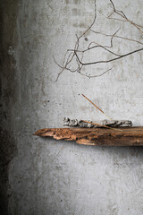 Burning incense stick on a rustic holder with ash, placed against a textured concrete wall with dry branches and old wood. Minimalist still life in wabi-sabi style.