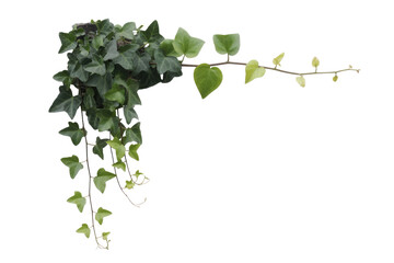 Ivy plant with green leaves on a transparent background, perfect for design elements or decorations. background removed