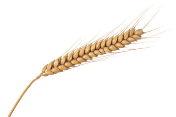 Single stalk of ripe wheat isolated on transparent background, showcasing its golden grains and fine awns. background removed