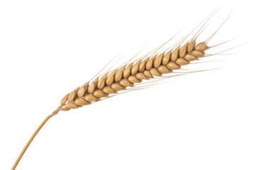 Single stalk of ripe wheat isolated on transparent background, showcasing its golden grains and fine awns. background removed