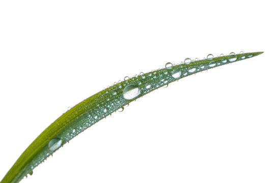 Close-up of a single blade of grass covered in dew drops against a transparent background. background removed