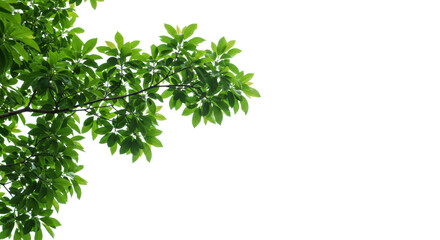 A single tree branch with lush, dark green leaves, pristine and vibrant, gracefully curved against a transparent studio background with copy space, concept of natural growth and sustainability