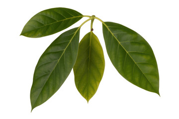 Fototapeta premium Four vibrant green avocado leaves, isolated on a transparent background, showcasing intricate leaf venation. background removed