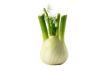 A single fennel bulb with its green stalks, isolated on a transparent background. background removed