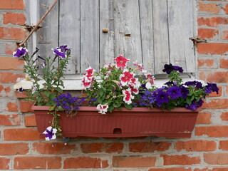 Garden Window with Petunias and Rustic Shutters