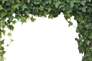 Ivy leaves frame with transparent background, ideal for design projects. background removed