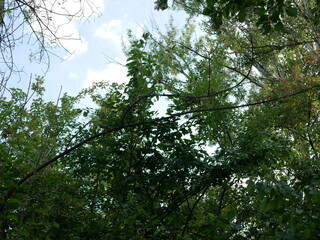 Forest Canopy Against the Sky