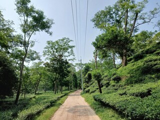 the path in the park