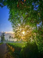 Golden light filtering through lush bamboo foliage illuminates a serene landscape at sunrise, revealing the natural beauty along a quiet rural road