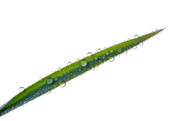 Close-up of a single blade of grass covered in dew drops against a transparent background. background removed