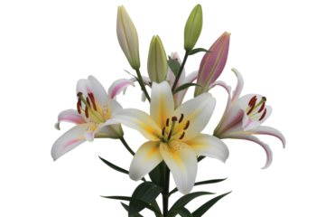 A bouquet of elegant lilies with white and pink petals, isolated on a transparent background. background removed