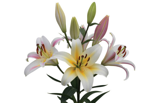 A bouquet of elegant lilies with white and pink petals, isolated on a transparent background. background removed - Powered by Adobe