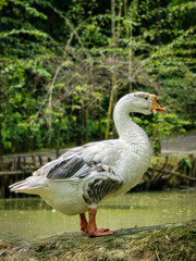 Group of domestic geese near pond in natural green village environment, farm animals, rural lifestyle, organic farming, countryside wildlife background. Duck in village background with green nature.
