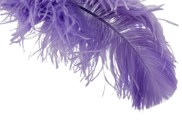Close-up of a single, purple ostrich feather isolated on a transparent background. background removed