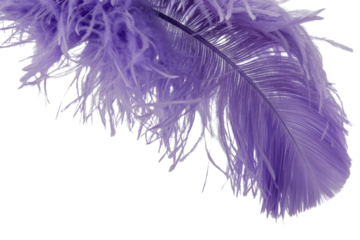 Close-up of a single, purple ostrich feather isolated on a transparent background. background removed