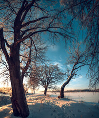 Sunny morning in a winter snowy forest. Vertical view.