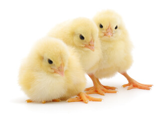 Obraz premium Cute yellow chicks isolated on white background