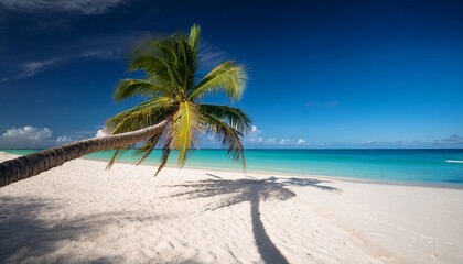 Obraz premium solitary palm graces a tropical beach its shadow stretched on the white sand