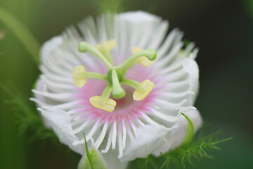 Close-up of a Passionflower Blossom Revealing Intricate Floral Details