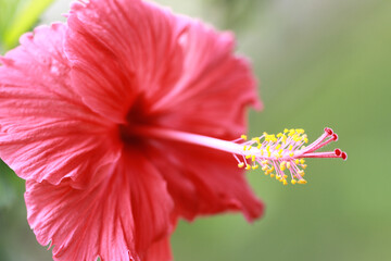 Close-up of vibrant pink Tibouchina flowers in full bloom