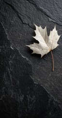 A single, bleached-white maple leaf rests on a dark, textured slate surface.  The leaf's delicate veins are visible against the contrasting background