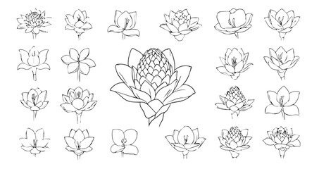 Bougainvillea line art icon bundle illustration