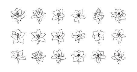 Bougainvillea line art icon bundle illustration