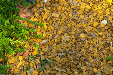 Yellow decorative wood chips with fresh green bush leaves used for landscaping and garden mulching