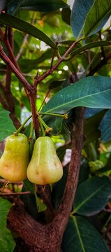 Close-up view of fresh java apple fruits growing on a tree branch in the garden setting