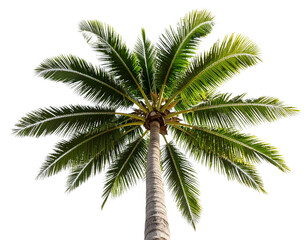 Fototapeta premium Perspective View of Coconut Palm Tree Reaching Skyward, Isolated on Transparent Background