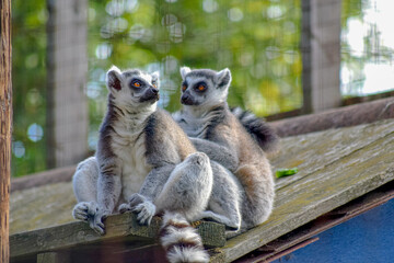 Pair of lemurs at the zoo