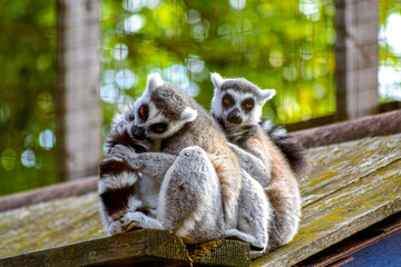 Pair of lemurs cuddling at the zoo